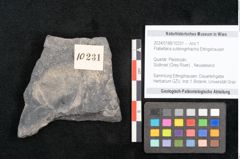 Foto (Objekt + Etikett) von Flabellaria sublongirhachis Ettingshausen (NHMW-GEO-2024-0188-10231)